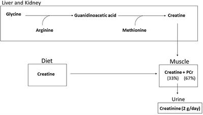 Variables Influencing the Effectiveness of Creatine Supplementation as a Therapeutic Intervention for Sarcopenia